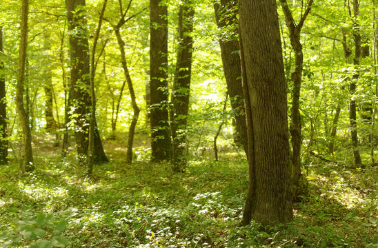 Trees in Belgrad Forest in Istanbul Turkey. Selective focus on front. © Melih Evren