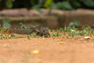 closeup shot of squirrel in nature