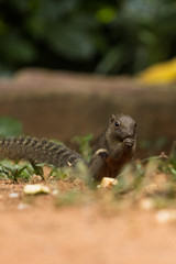 closeup shot of squirrel in nature