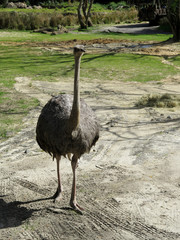 Ostrich