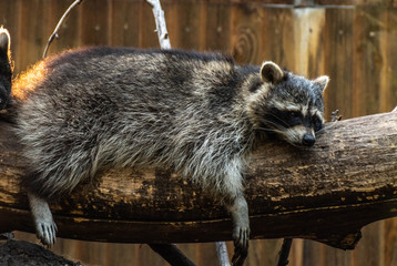 raccoon lying on a tree trunk