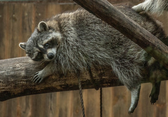 raccoon lying on a tree trunk