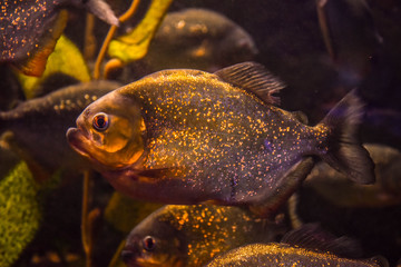 piranha fish in the aquarium
