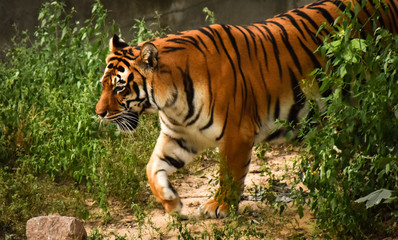 tigress in the Kiev zoo