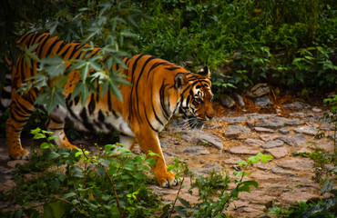 Fototapeta na wymiar tigress in the Kiev zoo
