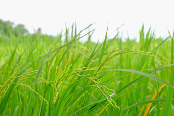 Rice field scenery in rainy season