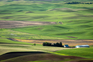 Farms dot the rolling hills of farmland in the Palouse region of Washington state.  Some fields are planted with young plants growing green, some are fallow adding to interesting landscape.