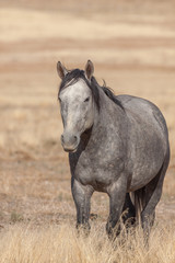 Naklejka premium Beautiful Wild Horse in the Utah Desert