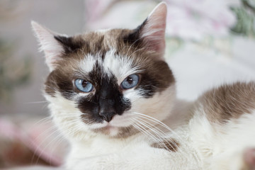 white cat with dark spots and blue eyes lying on the bed