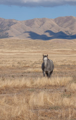 Fototapeta premium Beautiful Wild Horse in the Utah Desert