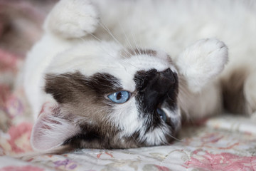 white cat with dark spots and blue eyes lying on the bed