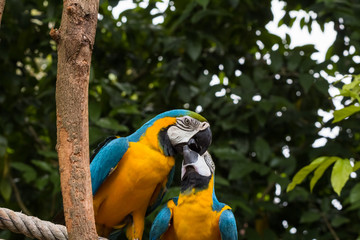 Blue-yellow macaw parrot portrait