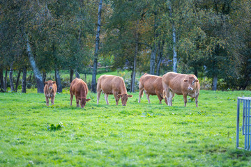 Single cattle on a pasture are happy  to browse outside with the fresh lust