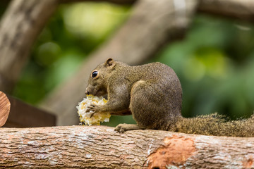 closeup shot of squirrel in nature