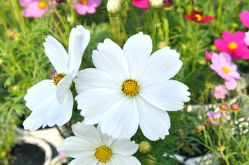 white cosmos flower