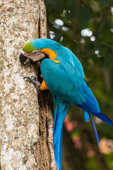 Blue-yellow macaw parrot portrait