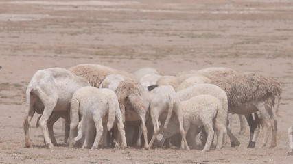 Large Herd of Sheep Grazing in a field. A large flock of sheep graze in a field