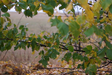 autumn leaves with raindrops in the rain in the wind