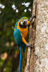 Blue-yellow macaw parrot portrait