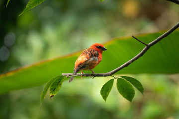 Red Robin