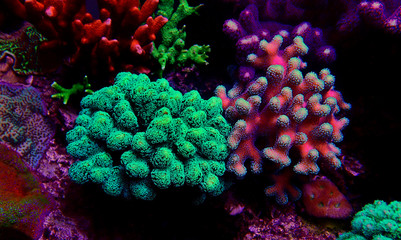 Stylophora (pocilloporidae) short polyps stony coral © Kolevski.V