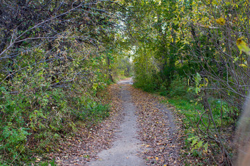 Obraz premium The path along which lies the yellow leaves, through the thicket of the forest. Green foliage, trees, bushes.