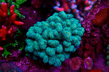 Stylophora (pocilloporidae) short polyps stony coral