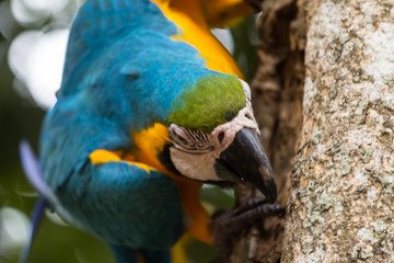 Blue-yellow macaw parrot portrait