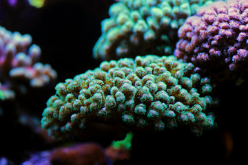Pocillopora (Pocilloporidae) short polyps stony coral 