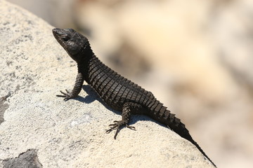 Panzerg&uuml;rtelschweif