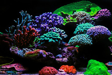 Beautiful saltwater coral reef aquarium tank