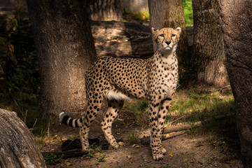 Cheetah