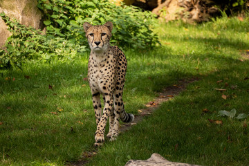 Cheetah