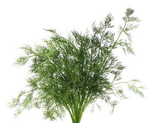 Fresh green dill isolated on white background