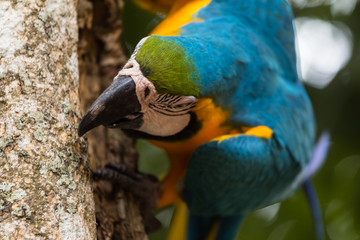 Blue-yellow macaw parrot portrait