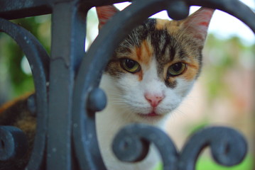 eyes cat © Monika Dudzik
