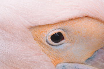 Close-up shot of a pelican eye