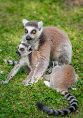 Naklejka na ściany i meble Cute ring tailed lemurs