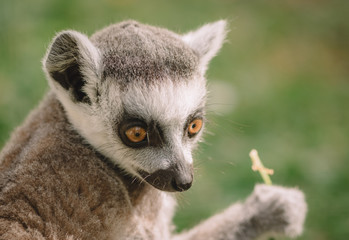 Naklejka na ściany i meble Cute ring tailed lemur baby
