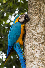 Blue-yellow macaw parrot portrait