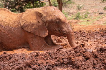 Baby elephant rolling in red colored mud