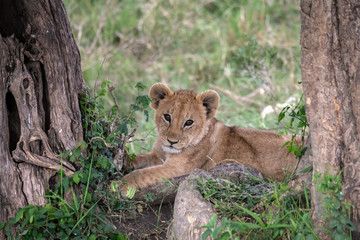 Fototapeta na wymiar Adorable young lion cub sitting between two trees looking directly at the camera. Image taken in the Maasai Mara National Reserve, Kenya.