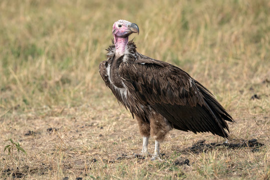 Lappet-Faced Vulture facing to the right.  Image taken in the Maasai Mara National Reserve, Kenya.