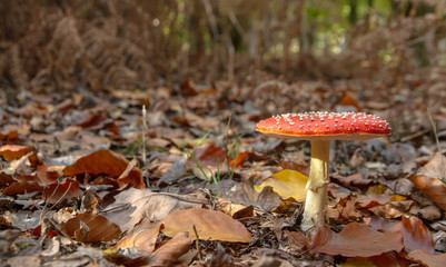 Fly Agaric ( Amanita muscaria)