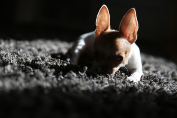Chihuahua puppy resting on the carpet and basking in the sun.  Backlight sunlight. The puppy is four months old.