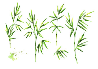 Green bamboo leaves set. Watercolor hand drawn illustration, isolated on white background