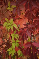 Red autumn leaves of wild girl's grape with a green lash in them