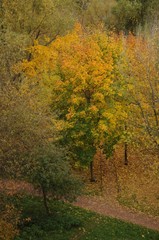 Fototapeta premium Yellowed trees in a park in the distance