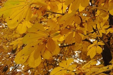 Fototapeta na wymiar Yellow chestnut leaves close-up