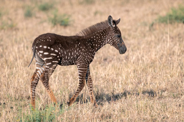 Rare zebra foal with polka dots (spots) instead of stripes, named Tira after the guide who first saw her.  Image taken in the Maasai Mara National Park in Kenya.